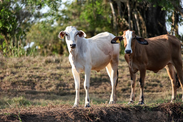 White and brown calves stand on the river Bank