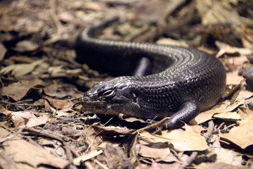 Lizard