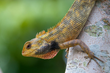 a wild Oriental garden lizard (Calotes versicolor) in the Sungei Buloh Wetland Reserve Singapore. it is found widely distributed in indo-Malaya. It has also been introduced in many other countries