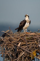 An Osprey perched in its nest.