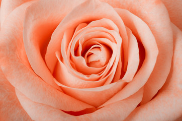 Floral background with beautiful gentle pink rose close up. Fresh rose in the photography.