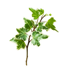 アイビー　つる植物の切り抜き素材