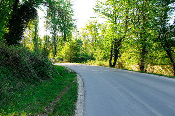 Obraz premium Road in a quiet forest, forest path among tall trees, wild summer forest, path for walking through the forest, wildlife, wild places