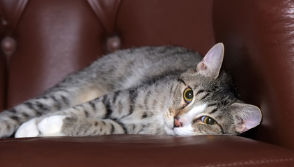 striped european shorthair cat on  armchair