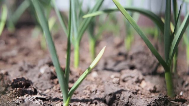 green garlic in field. Natural spicy food ingredient. Ripe green garlic