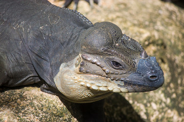 The rhinoceros iguana (Cyclura cornuta) is a threatened species of lizard in the family Iguanidae that is primarily found on the Caribbean island of Hispaniola. The closeup head image
