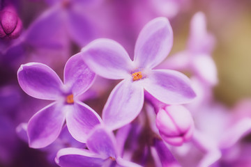 Lilac flowers close-up, detailed macro photo. Soft focus. The concept of flowering, spring, summer, holiday. Great image for cards, banners.