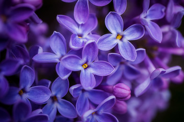 Lilac flowers close-up, detailed macro photo. Soft focus. The concept of flowering, spring, summer, holiday. Great image for cards, banners.