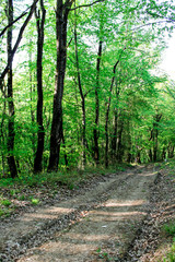 Fototapeta premium Road in a quiet forest, forest path among tall trees, wild summer forest, path for walking through the forest, wildlife, wild places