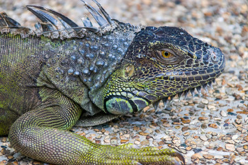 The green iguana bask in the sun, also known as the American iguana, is a large, arboreal, mostly herbivorous species of lizard of the genus Iguana.