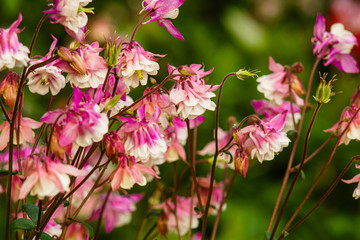 Columbine or Aquilegia 'Biedermeier'. Flowering Plant in Full Bloom with Many Pink and White Flowers. Close-up photo