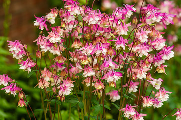 Obraz premium Columbine or Aquilegia 'Biedermeier'. Flowering Plant in Full Bloom with Lots of Pink and White Flowers. Spring Cottage Garden.
