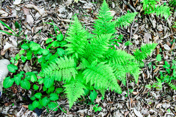 Wild green forest in the summer. Tall trees with moss and thick leaves, a log lies, wild earthen paths, a mysterious, calm and quiet place for walking and traveling