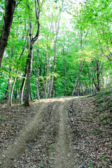 Road in a quiet forest, forest path among tall trees, wild summer forest, path for walking through the forest, wildlife, wild places