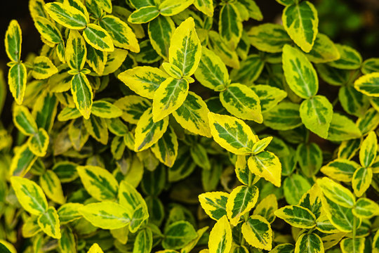 Yellow and green leaves of Euonymus fortunei 'Emerald Gold' in the springtime, aka spindle or Fortune's spindle. Bright plant for cottage garden.