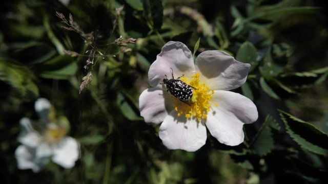 hanneton noir et blanc sur une fleur
