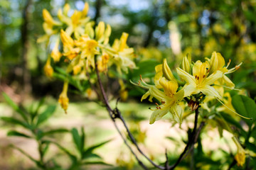 Rhododendron bush blooms in yellow flowers in the forest. Azalea blooming in bright colors. Ornamental gourmet plant for garden decoration, a large bush with an abundance of flowers