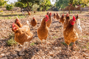 Una bandada de gallinas libres en un campo