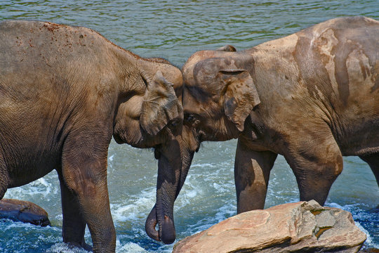 Elephants displaying affection in river. Pinnawala Elephant Orphanage, Sri Lanka