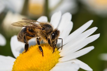 Honey bee on a marguerite blossom
