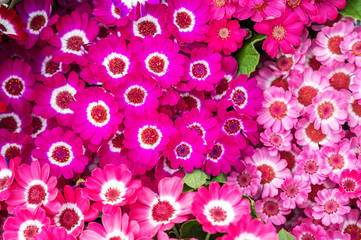 Bright pink flowers with a canvas at the flower market. Fresh beautiful flowers for sale. gardening and floristry
