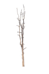 Dead tree on the white background