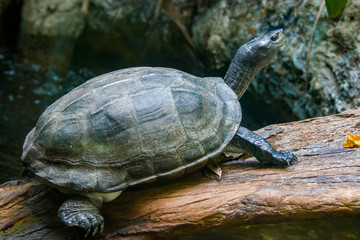 The Roti Island snake-necked turtle (Chelodina mccordi ) is a critically endangered turtle species from Rote Island in Indonesia.
The color of the carapace is a pale grey brown.