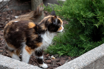 tricolor stray cat in the park on the street. cat walks on the street. hungry homeless pet