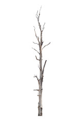 Fototapeta premium Dead tree on the white background