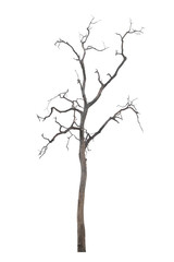 Dead tree in the white background