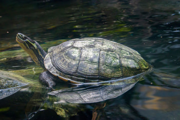 Vietnamese pond turtle (Mauremys annamensis) 
The head is dark with three or four yellow stripes...