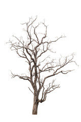 Fototapeta na wymiar Dead tree in the white background
