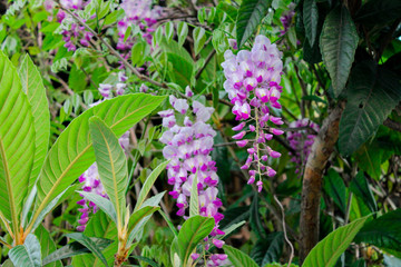 Wisteria blooms with long lilac flowers hanging down from a weaving trunk. Decorative decoration of the entrance to the house, garden, flowers for garden arches, wedding arch decoration
