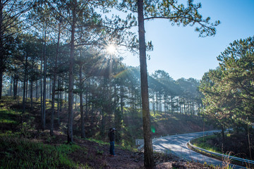 Landscape with pine forest in the morning at Dalat city, Lam Dong Province, Vietnam