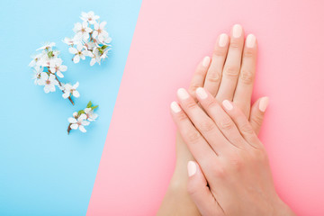 Obraz na płótnie Canvas Beautiful groomed woman hands with white branch of cherry blossoms on light pink blue table background. Pastel color. Closeup. Manicure beauty salon concept. Top down view.