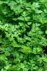 Parsley grows in the garden. It is grown outdoors in the garden area. Green background of parsley leaves.