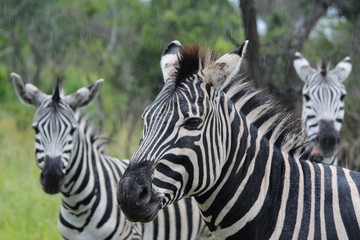 Fototapeta na wymiar zebras in the rain