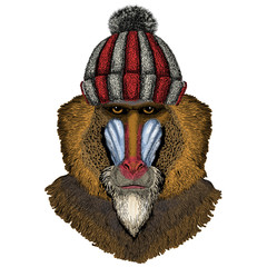 Naklejka premium Baboon, monkey, ape. Head, portrait of animal. Knitted wool winter hat.