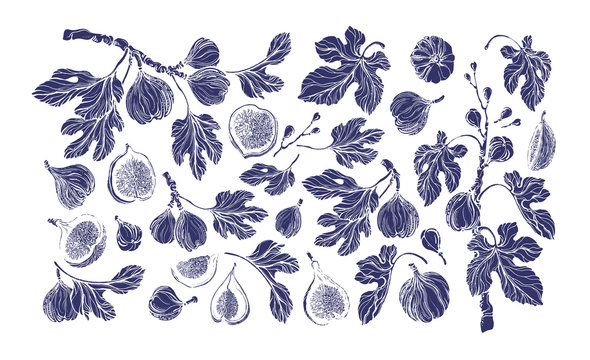 Figs set. Vector vintage shape. Hand drawn isolate