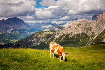 Fototapeta na wymiar Farmland Landscape with Cow in the Alps Mountains, Producing of famous eco milk