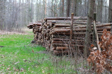 Fototapeta na wymiar stack of firewood