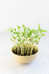 Mung bean sprouts in a bowl on a light background. Growing home.