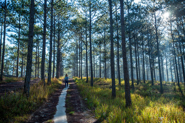Landscape with pine forest in the morning at Dalat city, Lam Dong Province, Vietnam