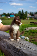 Brown kitten sitting on a log, in nature