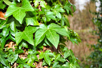 Ivy leaves