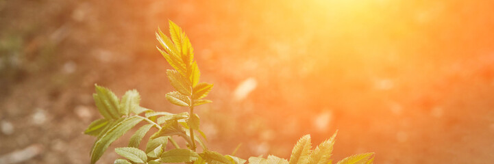 leaf tree forest backlight natural view of the forest. horizontal banner