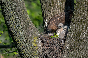A female Red-tailed Hawk in her nest with nestlings.