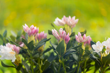 Obraz premium The blossoming rhododendron bush. The place for an inscription