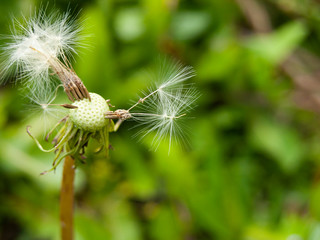 A half-blown dandelion in a spring meadow. Close-up, narrow focus.