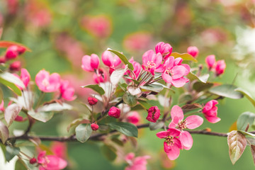Obraz premium Bright background of Flowering apple gardens on a sunny day. Pink and raspberry flowers and buds on the tree. Spring seasons of blossoming